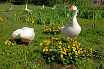 Domestic farmyard geese on Village Green, West Runton, Norfolk, UK, April 2007