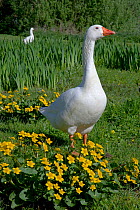 Domestic farmyard goose on Village Green, West Runton, Norfolk, UK, April 2007