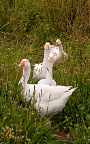 Domestic farmyard geese on Village Green, West Runton, Norfolk, UK, August 2007
