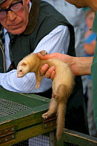 Domestic ferret (Mustela putorius furo) handling demonstration at Agricultural Show, UK, September 2007