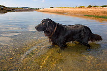 Domestic dog, black Flat-coated Retriever at coast, Norfolk, UK, September 2008