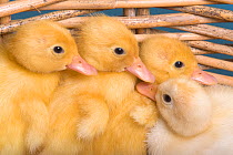 Four domestic ducklings (aged four days) in basket, UK