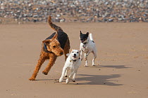 Jack Russell terrier, Airedale terrier and Fox terrier playing together on beach, Norfolk, UK, May 2009
