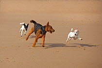 Jack Russell terrier, Airedale terrier and Fox terrier playing together on beach, Norfolk, UK, May 2009