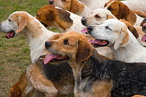 Pack of Foxhounds from the Craven Hunt, UK, May 2006