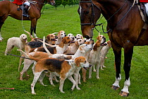 Pack of Foxhounds with huntsmen from the Craven Hunt, UK, May 2006