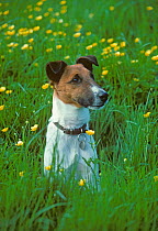 Smooth coated fox terrier in field of buttercups, UK