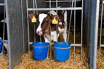 Domestic cattle, friesian dairy calf feeding in rearing shed, UK, November 2007