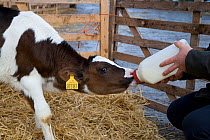 Domestic cattle, bottle feeding friesian dairy calf in rearing shed, UK, November 2007