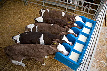 Domestic cattle, feeding milk to five friesian dairy calves in rearing shed, UK, November 2007