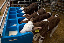 Domestic cattle, feeding milk to five friesian dairy calves in rearing shed, UK, November 2007