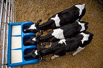 Domestic cattle, feeding milk to three friesian dairy calves in rearing shed, UK, November 2007