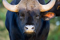 Gaur / seladang bull (Bos gaurus) captive, portrait, endangered species