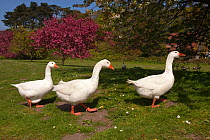 Three White domestic geese (Anser anser domesticus) on Village Green, West Runton, Norfolk, UK, May 2010
