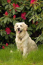 Domestic dog, Golden retriever amongst Rhododendron flowers, UK, May