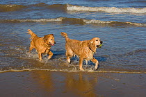 Domestic dog, two Golden retrievers coming out of water on beach, UK, October