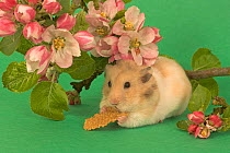 Pet Hamster (Mesocricetus auratus) feeding, beside flower blossom, studio shot
