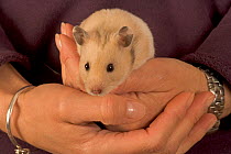 Pet Hamster (Mesocricetus auratus) held in hand