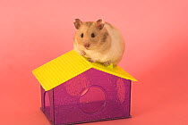 Pet Hamster (Mesocricetus auratus) on hamster house, studio shot