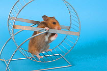 Pet Hamster (Mesocricetus auratus) in exercise wheel, studio shot
