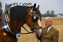 Domestic horse, Shire horse and owner, Norfolk, UK, September 2008