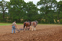 Plough pulled by a pair of Heavy horses, UK, July 2009