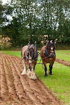 Plough pulled by a pair of Heavy horses, UK, July 2009
