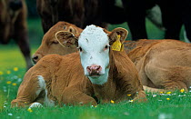 Hereford cattle, calves resting, Chilterns, Buckinghamshire, UK, July