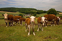 Herd of Hereford cattle, cows with calves, Chilterns, Buckinghamshire, UK, June 2006