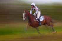 Galloping horse and rider competing in cross country event, Norfolk, UK, April 2009