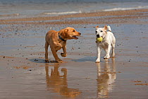Yellow Labrador retriever puppy and Jack Russell terrier playing on beach, Norfolk, UK, May 2010