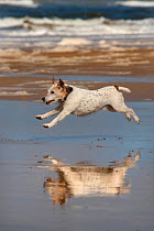 RF- Jack Russell terrier running on beach, with reflection in wet sand, Norfolk, UK. (This image may be licensed either as rights managed or royalty free.)