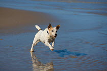 Jack Russell terrier running on beach, with reflection in wet sand, Norfolk, UK