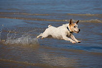 Jack Russell terrier running on beach, leaping into water, Norfolk, UK