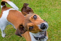 Jack russell terrier looking up at camera with head cocked on one side, Norfolk, UK