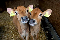 Domestic cattle, two Jersey calves in rearing shed, UK, June 2005