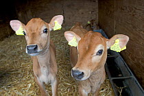 Domestic cattle, two Jersey calves in rearing shed, UK, June 2005