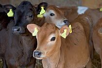 Domestic cattle, Jersey calves in rearing shed, UK, June 2005