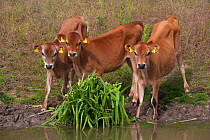 Domestic cattle, three Jersey calves at water in meadow, UK, June 2005