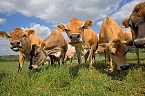 Domestic cattle, Jersey dairy herd in summer pasture, UK, June 2005
