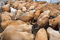Domestic cattle, Jersey dairy herd gather for afternoon milking, UK, June 2005