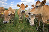 Domestic cattle, Jersey dairy herd in summer pasture, UK, June 2005