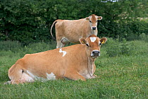 Domestic cattle, Jersey dairy cows in summer pasture, UK, June 2005