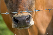 Domestic cattle, close up of nose of Jersey dairy cow under strand of barbed wire, in summer pasture, UK, June 2005