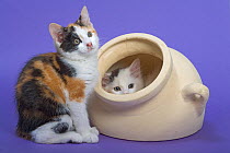 Domestic cat, two kittens, one in pot