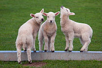 Domestic sheep, three lambs playing on feeding trough, Norfolk, UK, March