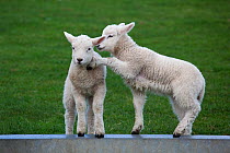 Domestic sheep, two lambs playing on feeding trough, Norfolk, UK, March