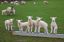 Domestic sheep, group of lambs playing on feeding trough, Norfolk, UK, March