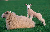 Domestic sheep, lamb standing on ewe, Norfolk, UK, March