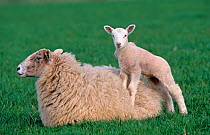 Domestic sheep, lamb standing on ewe, Norfolk, UK, March